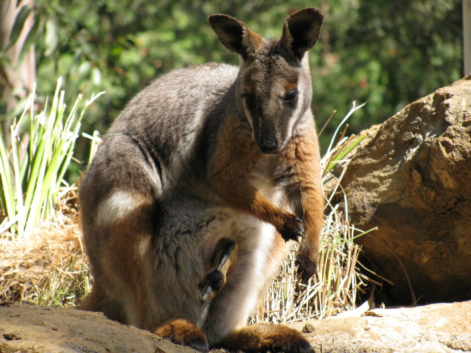 wallaby baby